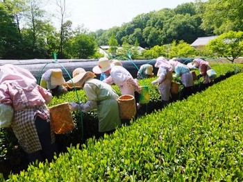 140509日本昭和村⑯、茶畑（１番茶摘み） (コピー).JPG