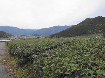 160405いび茶の里②、茶畑 (コピー).JPG
