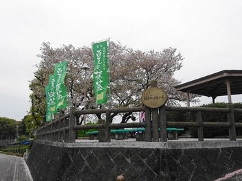 160408西尾お抹茶きっぷ09、稲荷山茶園講公園 (コピー).JPG