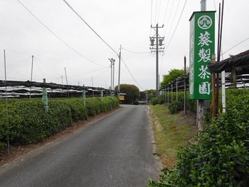 160408西尾お抹茶きっぷ12、稲荷山茶園公園付近の茶園 (コピー).JPG