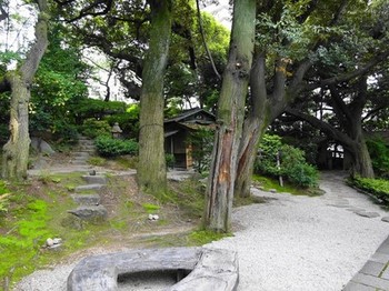 160427爲三郎記念館07、椎の大木と茶室 (コピー).JPG