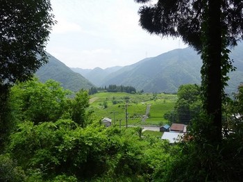 160520春日上ヶ流地区⑬、茶園（白髭神社から） (コピー).JPG