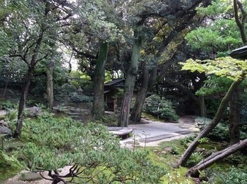 161002爲三郎記念館06、庭園（椎の大木） (コピー).JPG