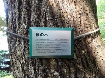 161002爲三郎記念館07、椎の大木 (コピー).JPG