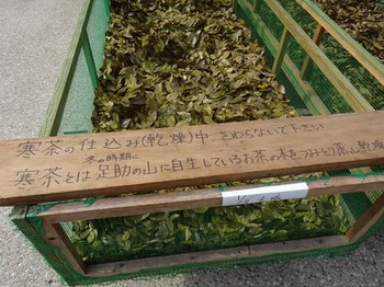 170129ふるさと食の再発見「寒茶」32、寒茶作り（日干し乾燥） (コピー).JPG