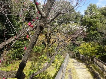 170310東山荘⑤、茶花園 (コピー).JPG