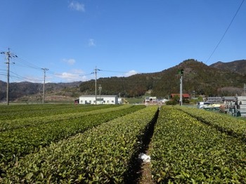 200306いび茶の里16、裏の茶畑.JPG