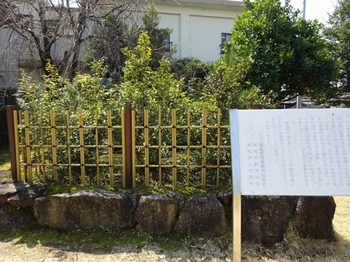 s_180315西尾の抹茶めぐり⑧、紅樹院（西尾茶の原樹）.JPG