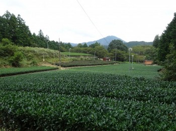 s_191002深緑茶房見学09、茶畑（医王寺上る）.JPG